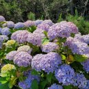 여름. 제주 이미지