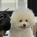 그녀의펫살롱 이미지