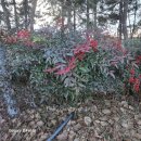 남천농장 이미지