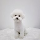 토비네 살롱 이미지