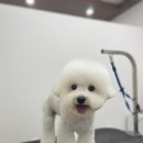 댕바이미 이미지