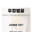 사꿀마켓 | 가성비갑 국내산 100% 사양벌꿀 간편하게 쓰는 튜브형벌꿀