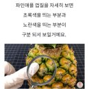 파인애플 제대로 후숙 시키는 방법 이미지