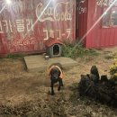 명월부르쓰 | 금능 해수욕장 가까운 술집 추천 "명월부르쓰" 내돈내산 솔직 후기! (반려동물 가능/콜키지 가능...