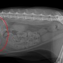 신도림동물병원 이미지