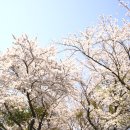 김종필농장 Daum카페