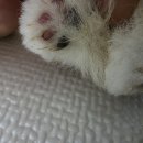 베르네집 | [분양후기] 베르 크림포메라니안 성견이 되어가는 모습 원숭이시기