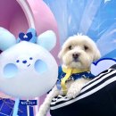 도리앤펫 | 뮤니쿤트 버그가드 원홀 세트 강아지 해충방지옷 추천
