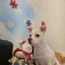 독스 윙스 이미지