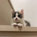 뽀시래기 이미지