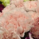 성동(병설)유치원 이미지