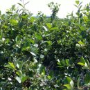 심재호농장 이미지