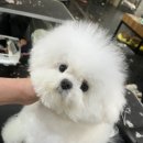 탑애견 이미지