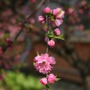 신용산초교 Daum카페