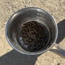 삼양목장 | [대관령 여행] 1월 삼양 라운드힐 내돈내산 후기, 겨울 목장 체험/목장마트/할인 방법