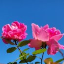 마음다짐 이미지