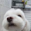 오늘도 귀엽개 이미지