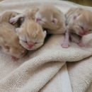 스파리버 캐터리 이미지