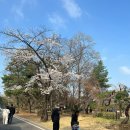현충원 산책길 | 현충원 벚꽃 아기랑 가기 좋은 서울 봄나들이 명서 | 주차 정보 후기