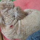 하늘동물병원 이미지