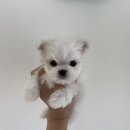 로얄독 강아지분양 화성동탄점 이미지