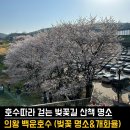 백운호수 주차장 | [의왕 벚꽃명소] 🌸 호수 따라 걷는 봄 산책, 백운호수 벚꽃 후기 (벚꽃 개화 실시간)