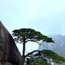 天下第一景 黄山 나드리투어 황산여행 이미지