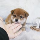 이누아이 이미지