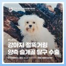 강서동물병원 | 강서구동물병원 강아지 절뚝거림 양측 슬개골 탈구 수술 [젠틀리동물의료센터]