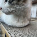 알서프 이미지