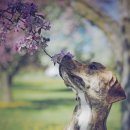 꽃보다 개 이미지