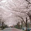 전북 벚꽃 남원 요천 벚꽃길 벚꽃여행 국내 봄 여행지 이미지