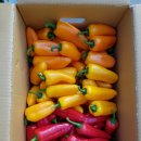 한라봉브로콜리 이미지