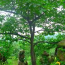 선바우농장 이미지