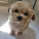 은하수펫샵 이미지