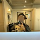 댕댕이 미용실 | 대전 관저동 미용실 아츠헤어룸 헤어크리닉후기