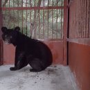 반달곰 가족 이미지