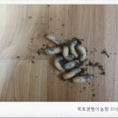 옥토굼벵이농장 네이버블로그