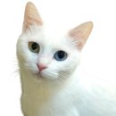 아기고양이 품종, 성별, 비용, 분양 사이트, 주의사항 총정리