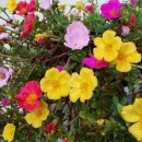 엄지공주 이미지