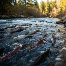 위대한 기록, 중년의 글쓰기 | 상처투성이여도 멈추지 않는 연어의 여정: 중년이 배우는 인생의 3가지 위대한 교훈