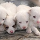 도그메리트 강아지 이미지