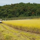 ＜사라네-우렁이쌀,잡곡＞ 2022년 햅쌀 나왔습니다. (소백산웰빙농원) 이미지