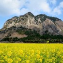 산방산의봄 이미지