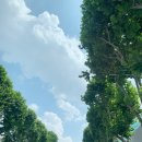 차푸릇 이미지