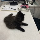 모두애동물병원 이미지