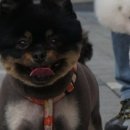 강아지 마법사 골드맘 이미지