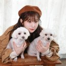 허쉬(HUSH) 이미지