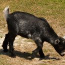 강릉흑염소 이미지