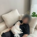 h-1. 신혼 소파 : 까미나르 클라우드 로얄소프트 클래식 아이보리 1년 사용 후기